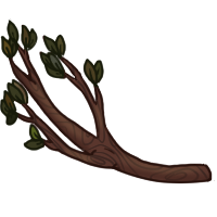 Branch