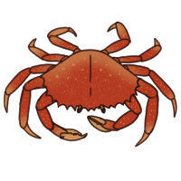 Crab