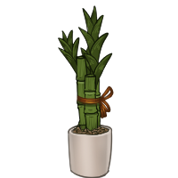 Potted Lucky Bamboo