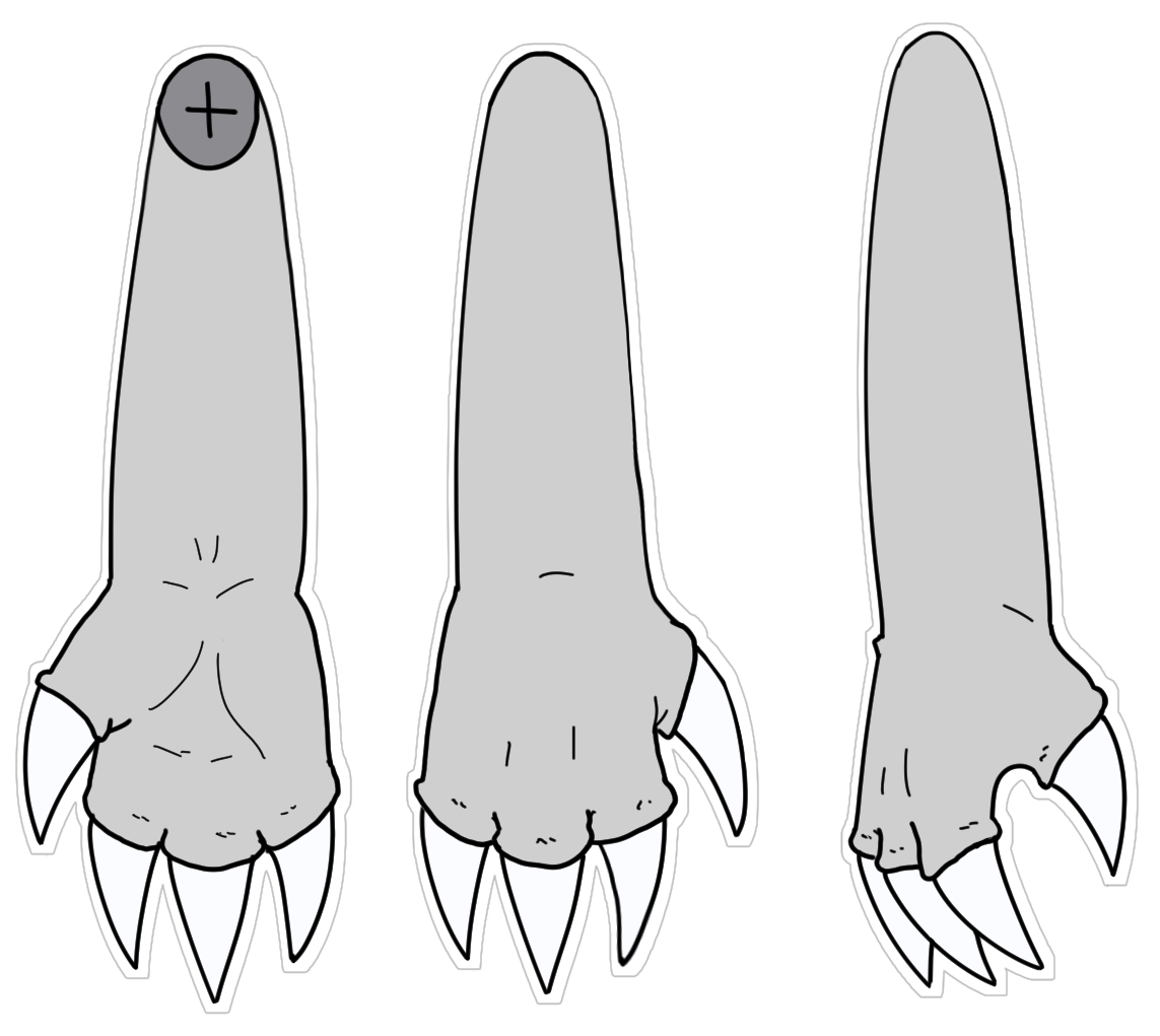 Standard Claw Shape