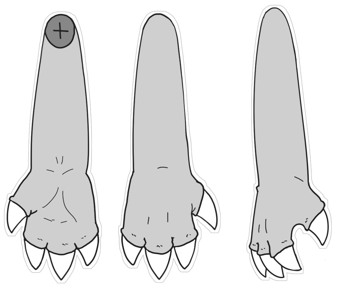 Mini-Claw Shape